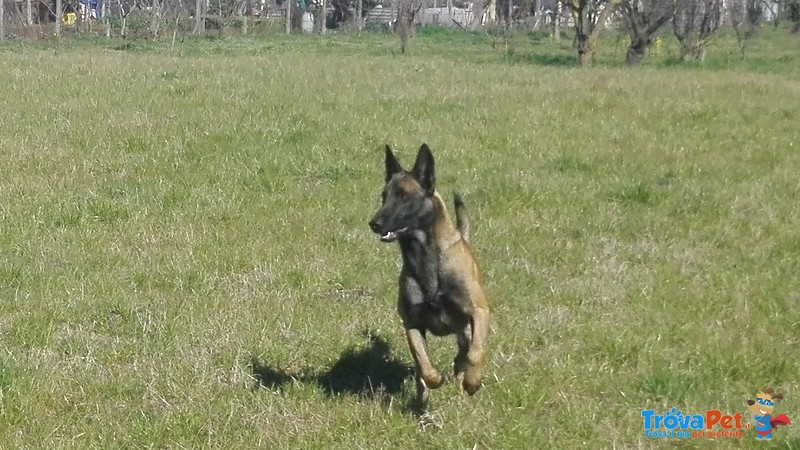 Cuccioli di Pastore Belga Malinois (malin) - Foto n. 6