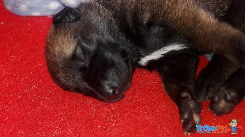 Cuccioli di Pastore Belga Malinois (malin) - Foto n. 7