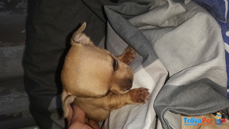 Chihuahua Maschio - Foto n. 1
