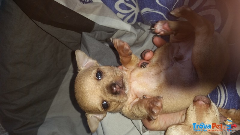Chihuahua Maschio - Foto n. 2