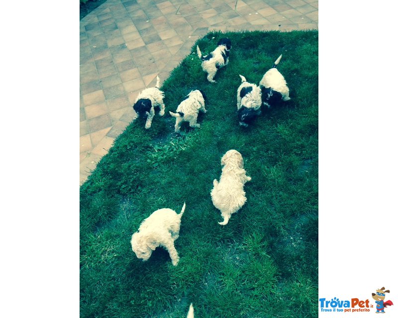 Cuccioli di Lagotto Romagnolo - Foto n. 1