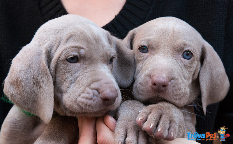 Cuccioli di Weimaraner - Foto n. 2