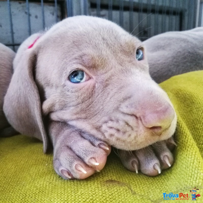 Cuccioli di Weimaraner - Foto n. 4