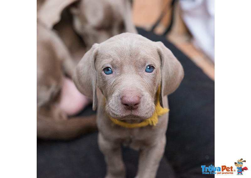 Cuccioli di Weimaraner - Foto n. 1