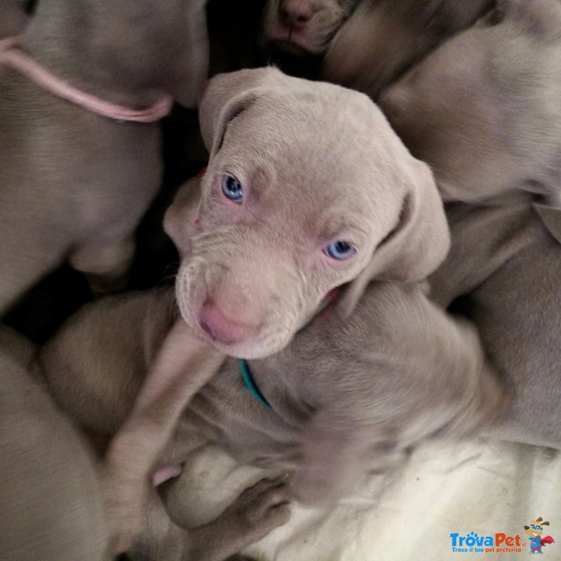 Cuccioli di Weimaraner - Foto n. 7