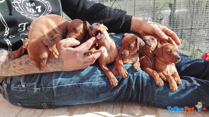 Cuccioli di Zwergpinsher (pinscher Nano) - Foto n. 2