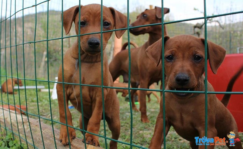 Cuccioli di Zwergpinsher (pinscher Nano) - Foto n. 5