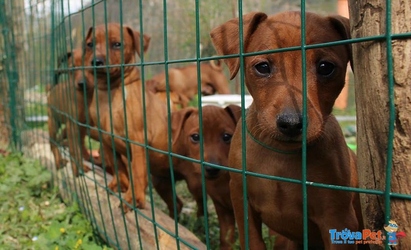 Cuccioli di Zwergpinsher (pinscher Nano) - Foto n. 6