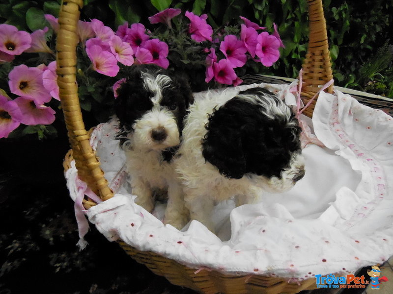 Cuccioli di Lagotto Romagnolo - Foto n. 2