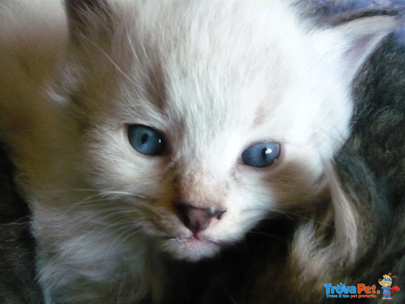 Cucciolo Gatto Siberiano Ipoallergenico - Foto n. 4