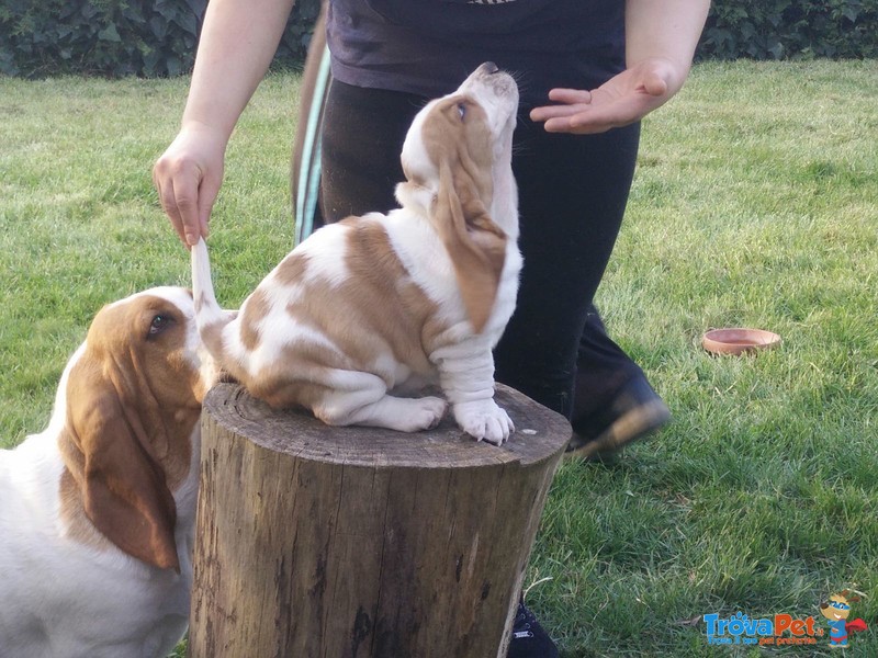 Disponibili da Subito Cucciole di Basset Hound alta Genealogia - Foto n. 3