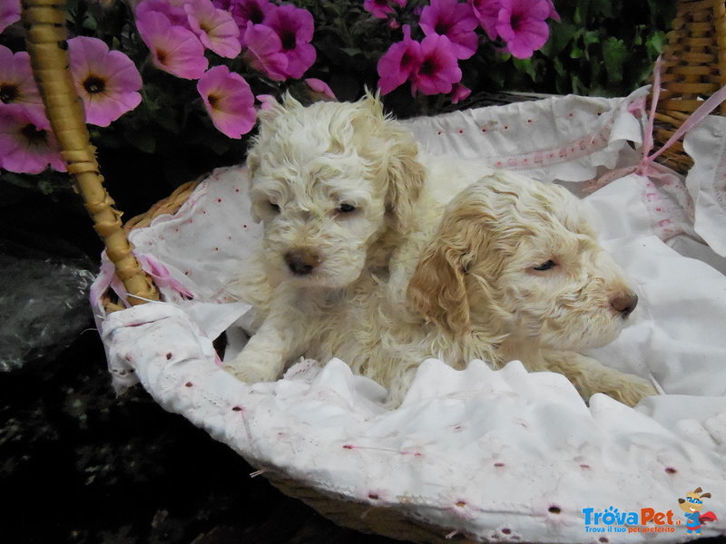 Cuccioli di Lagotto Romagnolo - Foto n. 3