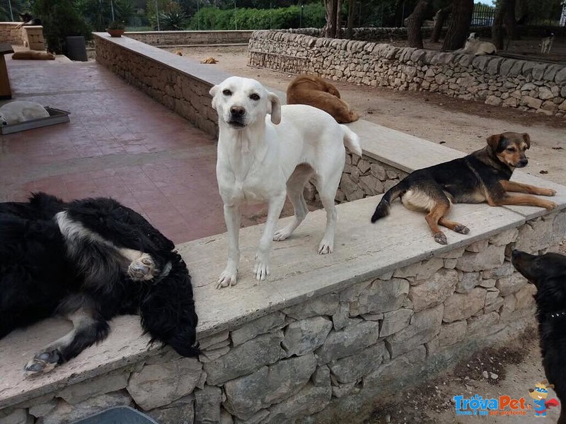 Bibba Dolcissima Cagnolina - Foto n. 1