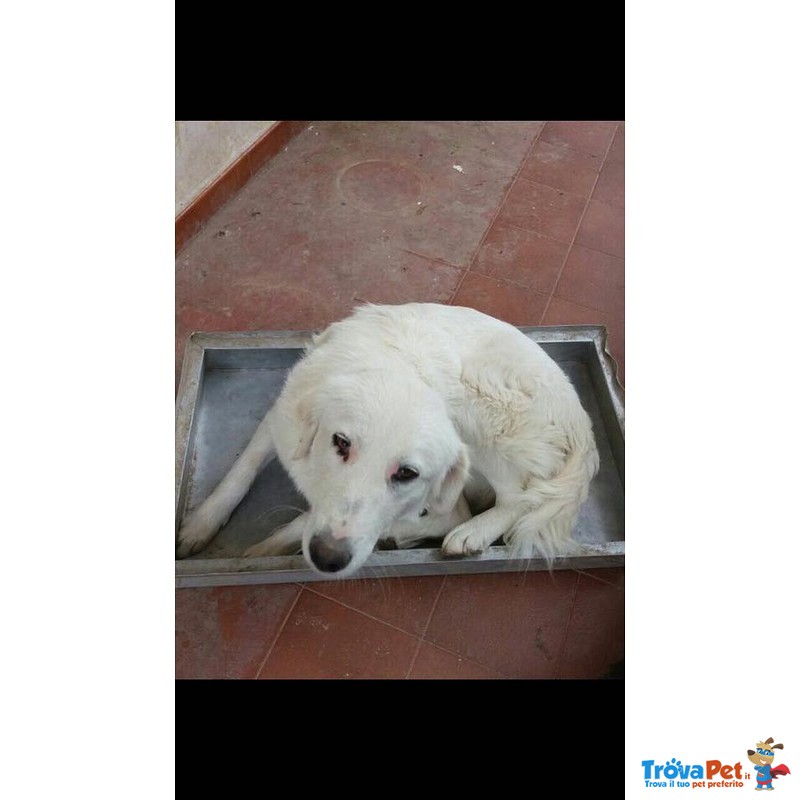 Cindy Affettuosa Cagnolona ha Bisogno D'amore - Foto n. 1