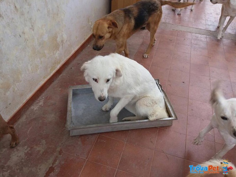 Cindy Affettuosa Cagnolona ha Bisogno D'amore - Foto n. 2