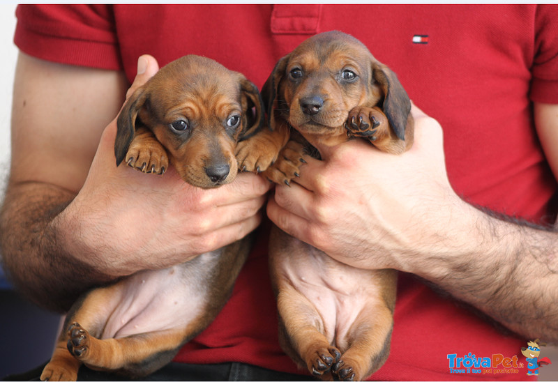 Cuccioli Bassotto pelo Corto - Foto n. 2