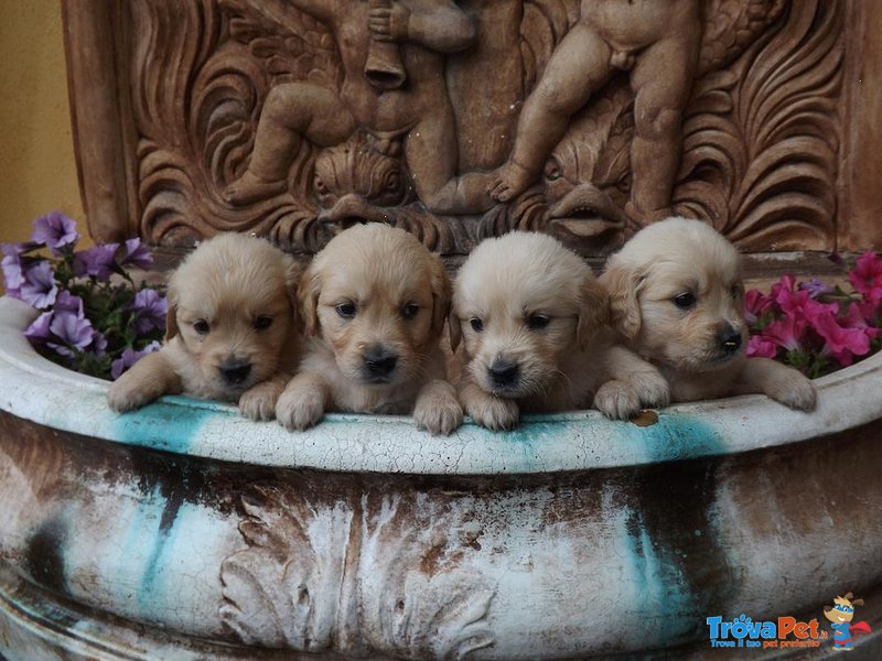 Cuccioli Golden Retriever - Foto n. 1