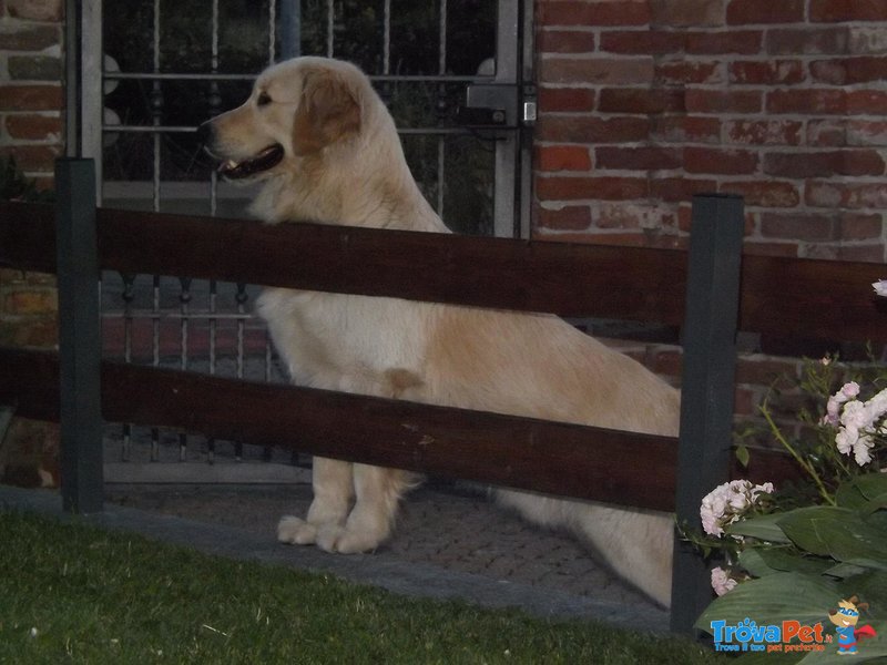 Cuccioli Golden Retriever - Foto n. 2