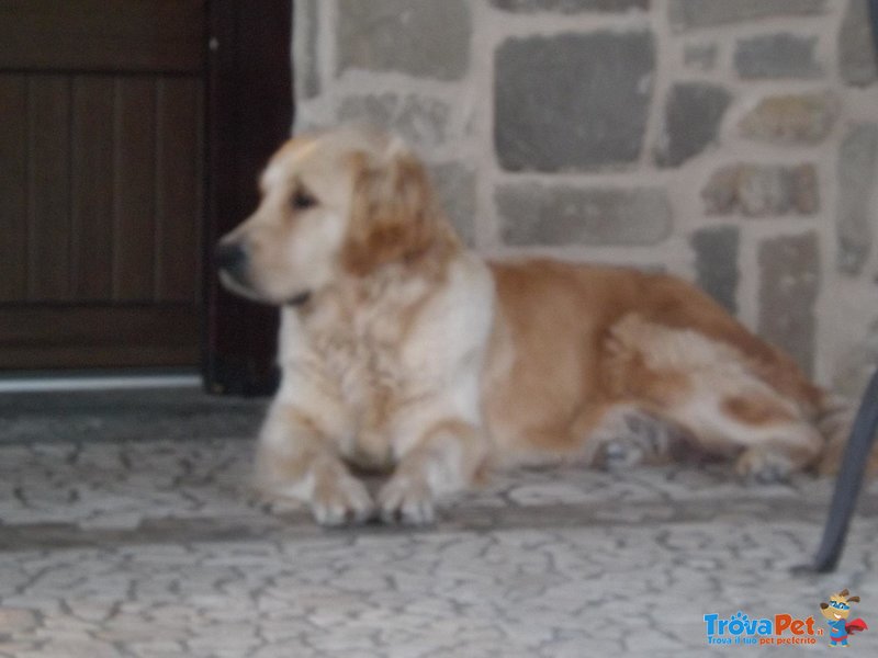 Cuccioli Golden Retriever - Foto n. 3