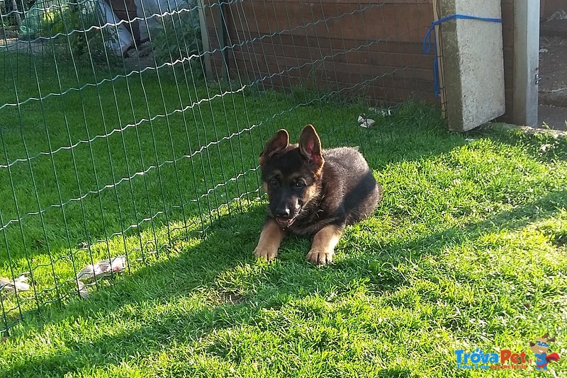 Bellissimi Cuccioli di Pastore Tedesco - Foto n. 2