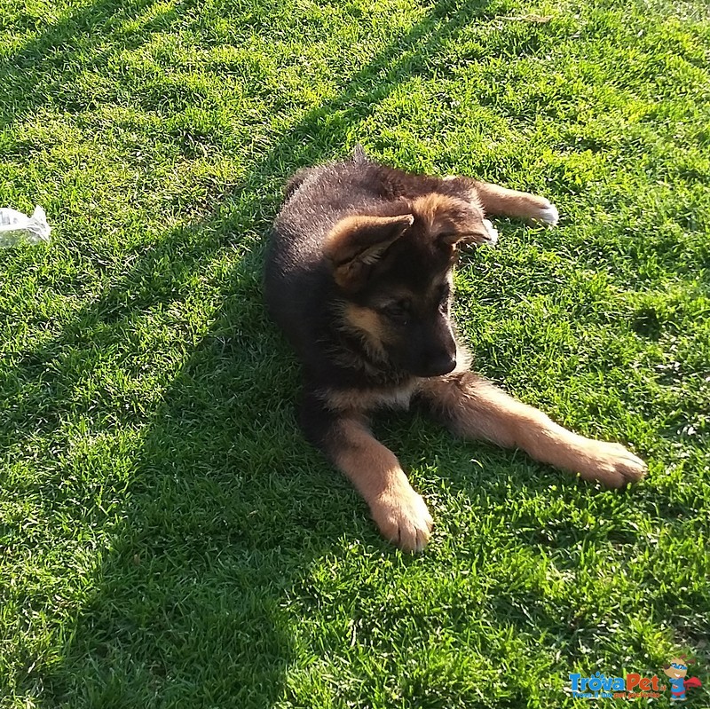 Bellissimi Cuccioli di Pastore Tedesco - Foto n. 1