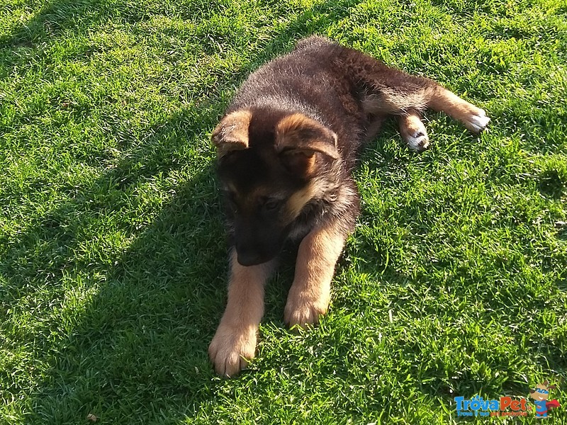 Bellissimi Cuccioli di Pastore Tedesco - Foto n. 3