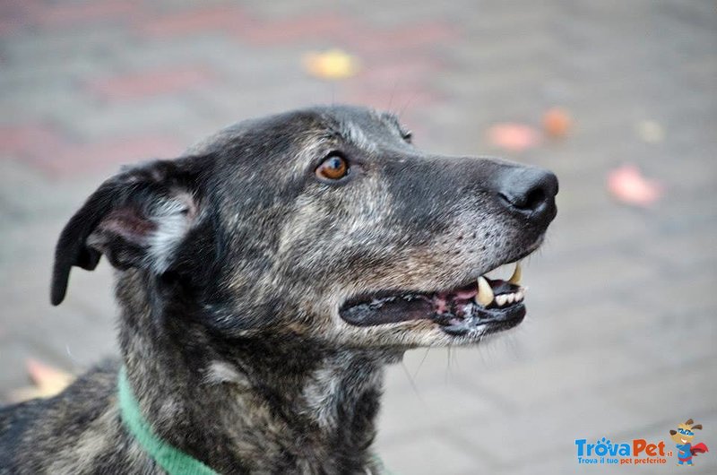 Fred Tenerissimo Cagnolone - Adozione del Cuore - Foto n. 2