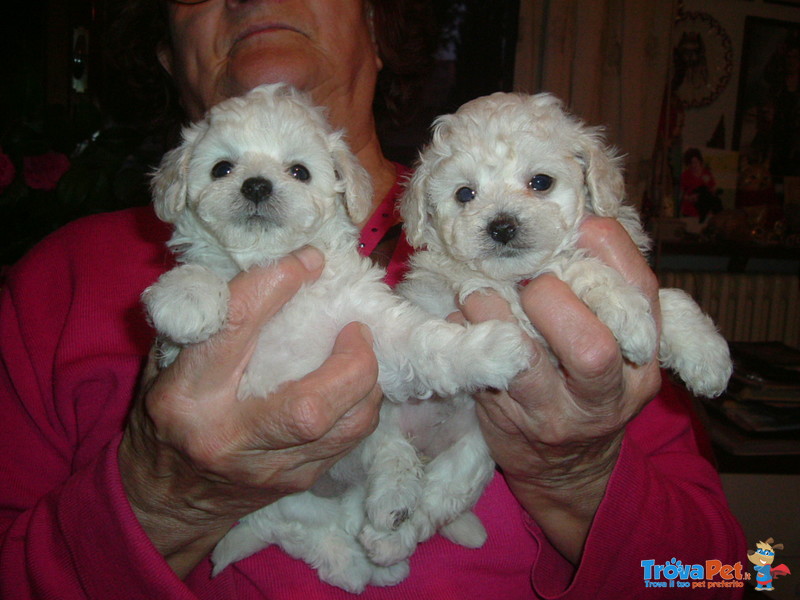 Cuccioli Barboncini - Foto n. 1