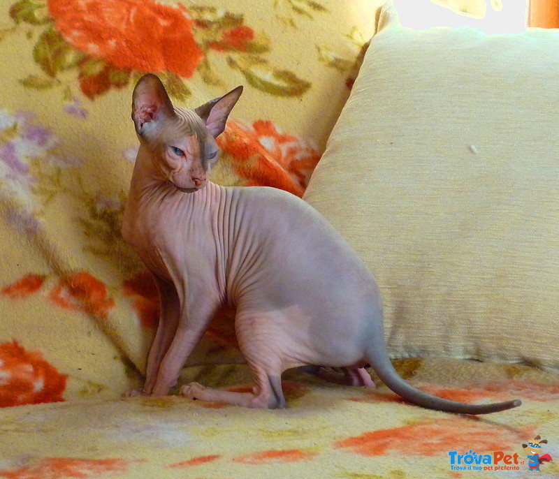 Femmina don Sphynx con Pedigree - Foto n. 1