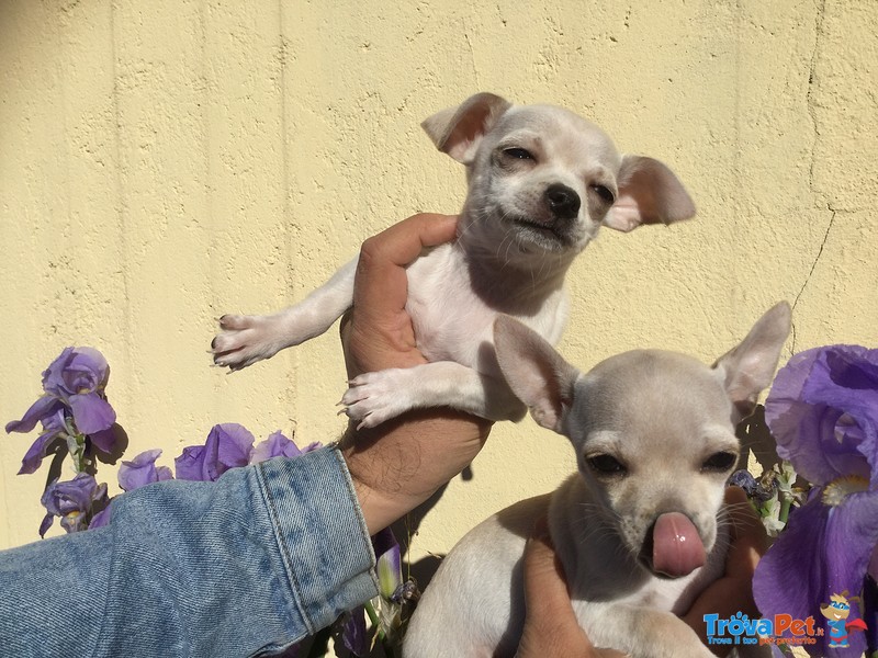 Cuccioli di Chihuahua - Foto n. 8