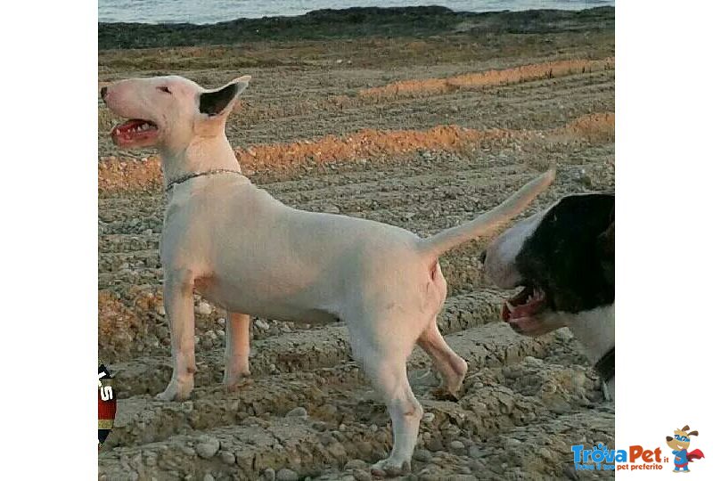 Cuccioli di bull Terrier - Foto n. 6