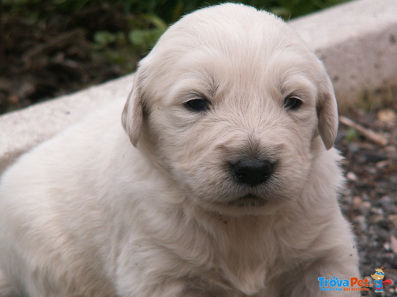 Cucciolo di Golden Retriever - Foto n. 2