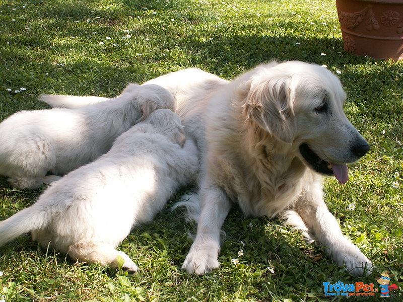 Cucciolo di Golden Retriever - Foto n. 3