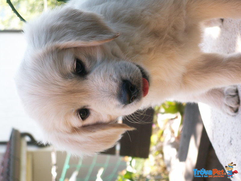 Cucciolo di Golden Retriever - Foto n. 1