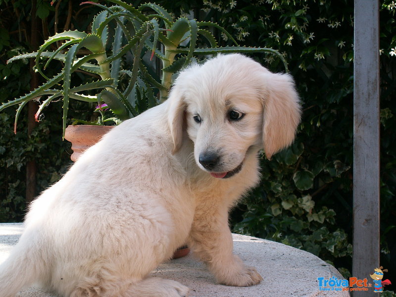 Cucciolo di Golden Retriever - Foto n. 4