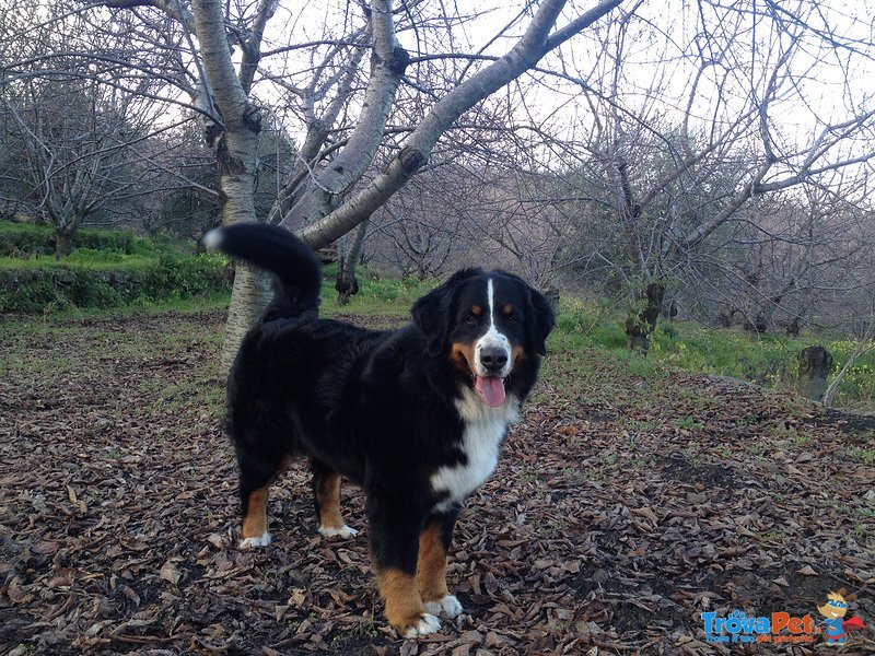 Cuccioli Bovaro del Bernese - Foto n. 2