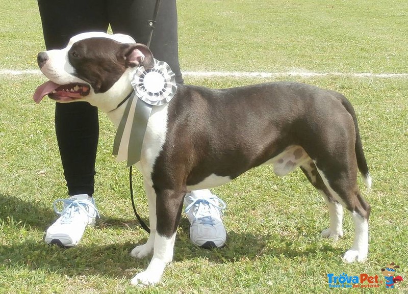 Maschio Amstaff per Monta - Foto n. 2