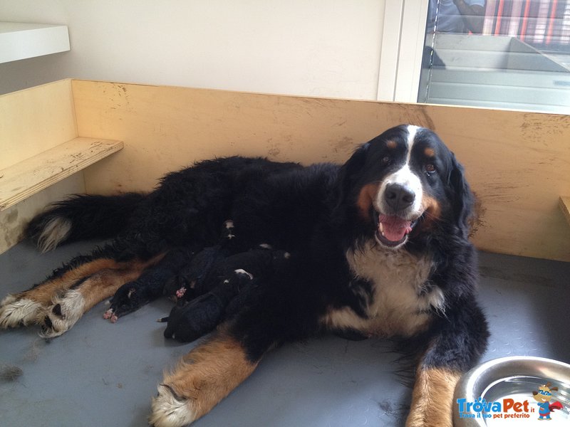 Cuccioli Bovaro del Bernese - Foto n. 3