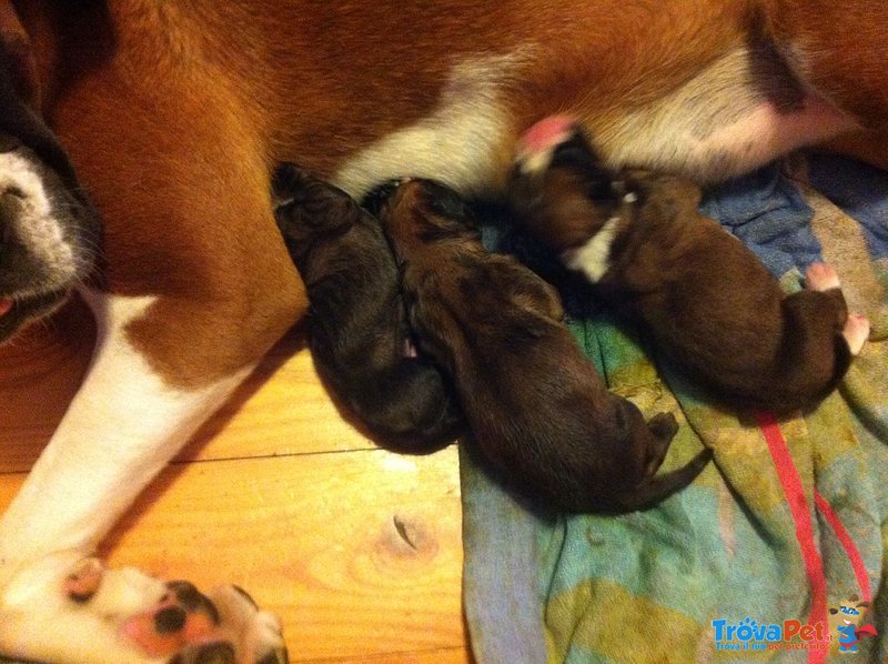 Stupendi Cuccioli di Boxer - Foto n. 1