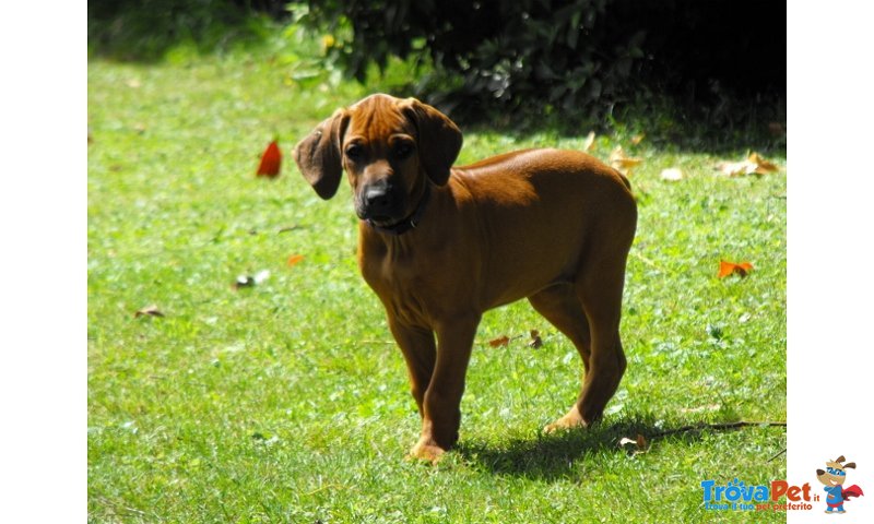 Cuccioli Rhodesian Ridgeback - Foto n. 1