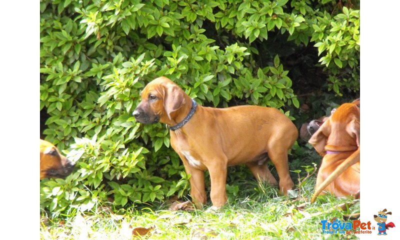 Cuccioli Rhodesian Ridgeback - Foto n. 2