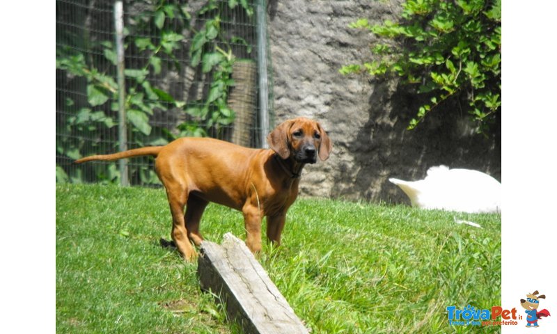 Cuccioli Rhodesian Ridgeback - Foto n. 3