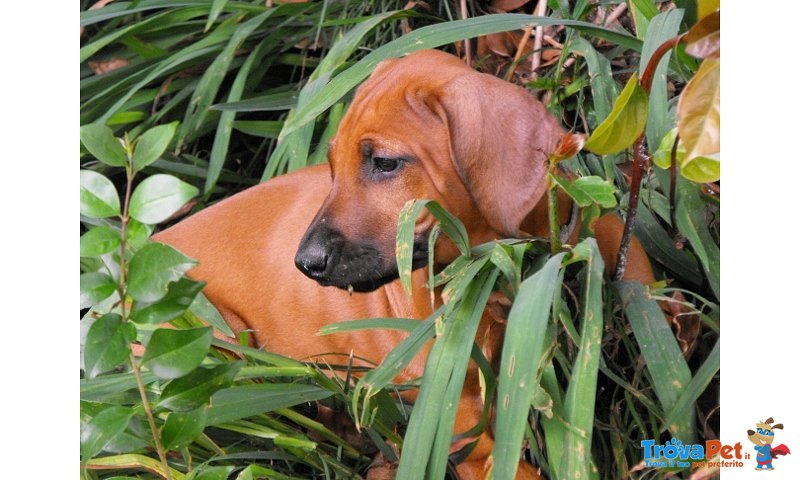 Cuccioli Rhodesian Ridgeback - Foto n. 4