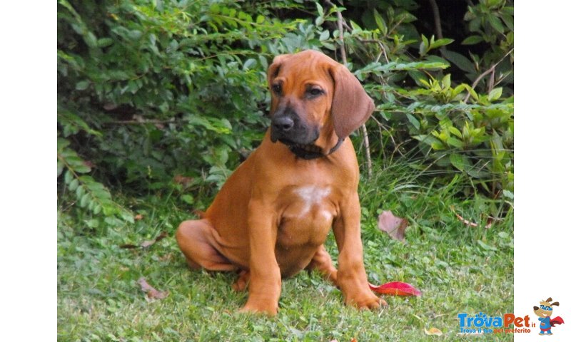 Cuccioli Rhodesian Ridgeback - Foto n. 5