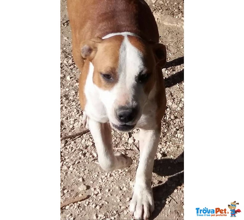 Pucci Dolce Cucciolona ha Bisogno di una Famiglia - Foto n. 2