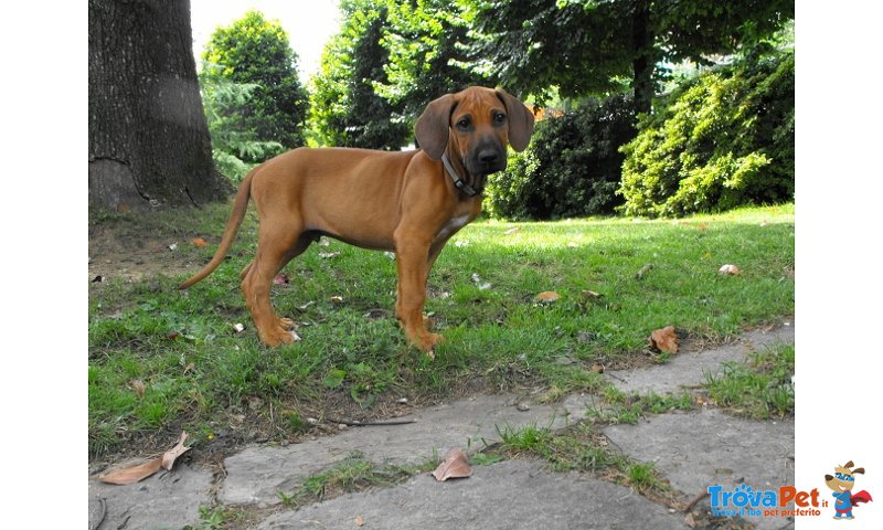 Cuccioli Rhodesian Ridgeback - Foto n. 6