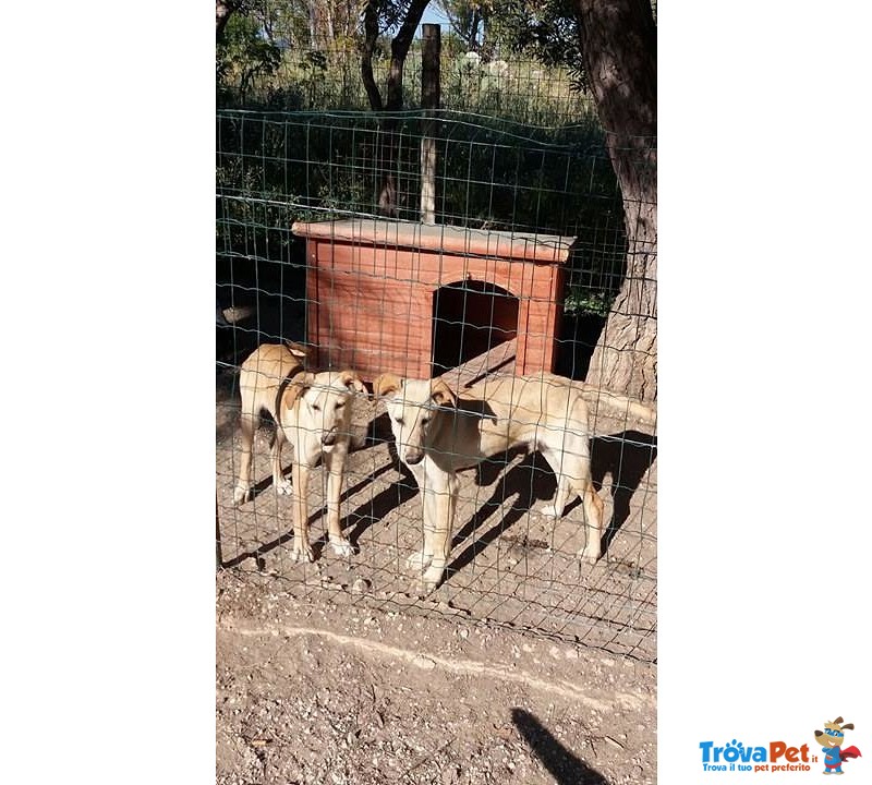 Dolci Fratellini Sfortunati Aspettano la loro Occasione per Essere Felici - Foto n. 2