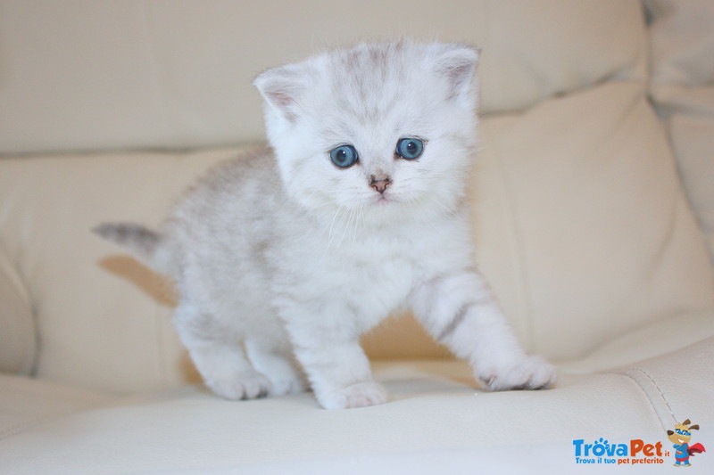 Dolcissimi Cuccioli di Scottish fold e Straight - Foto n. 1