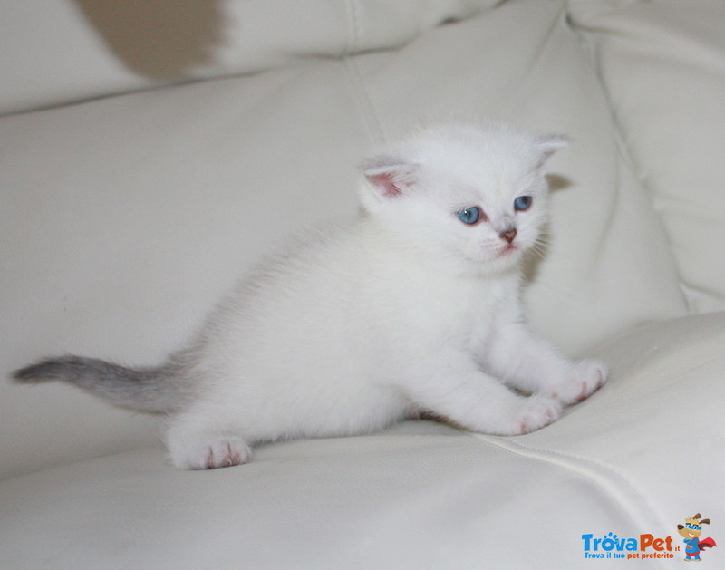 Dolcissimi Cuccioli di Scottish fold e Straight - Foto n. 2