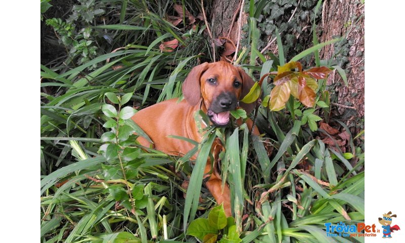 Cuccioli Rhodesian Ridgeback - Foto n. 7